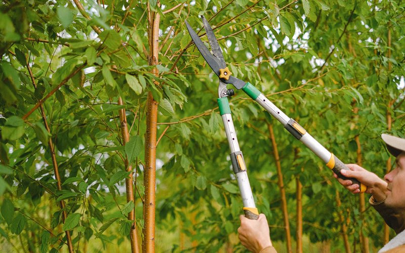 Tree trimming in Terreton, ID